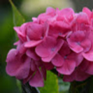 Meet your Posher, Rofiah